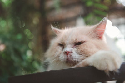 Cute white persian cat lying on floor outdoor, pet and animal concept