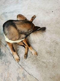 High angle view of dog sleeping on floor