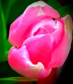 Close-up view of pink flower