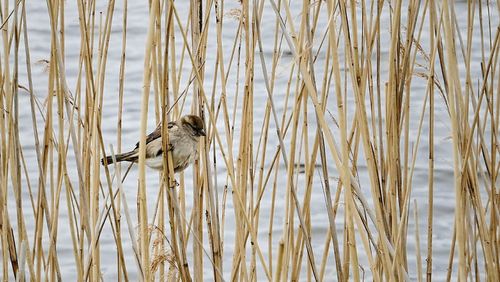 Bird perching on grass