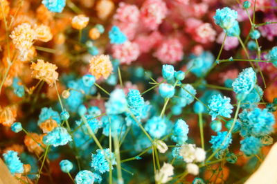 Close-up of flowering plant