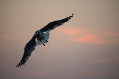 Bird flying in sky