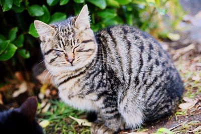 Close-up of cat sitting on field
