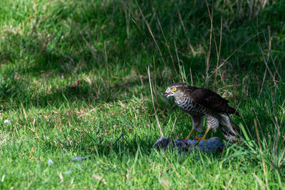 Bird perching on field