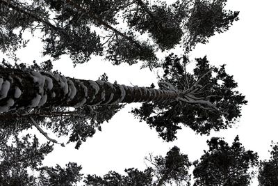 Low angle view of trees against clear sky