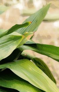 Close-up of leaves on plant