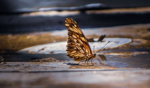 Butterfly drinking water