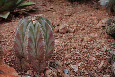 High angle view of succulent plant on field