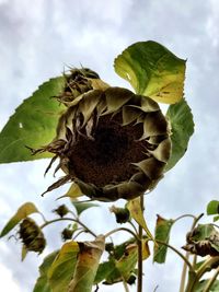Low angle view of flower growing on tree against sky