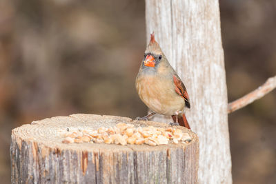 Close-up of bird perching on wood