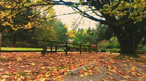 Trees in park