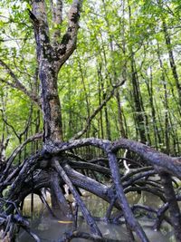 Trees growing in forest