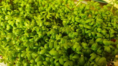 Full frame shot of fresh green plants