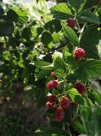 Close-up of berries growing on plant