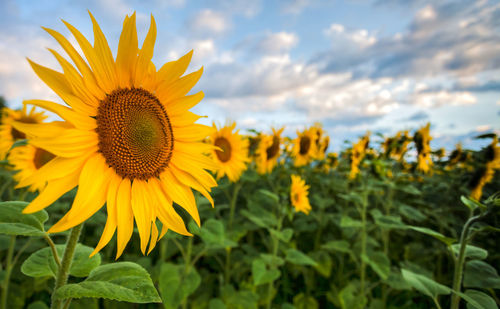 Close-up of yellow sunflower blooming in field