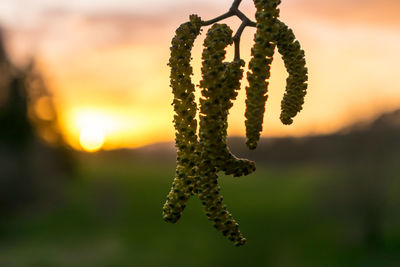 Close-up of fresh orange sky