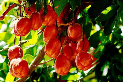 Close-up of red berries growing on tree