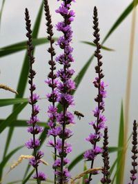 Close-up of purple flowers