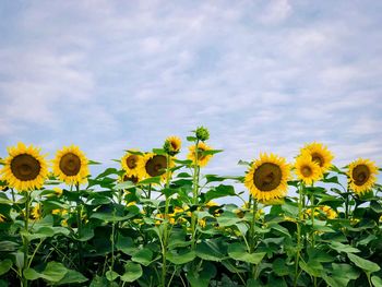Close-up of yellow sunflowers in field against sky