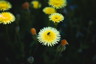 Close-up of yellow flowering plant