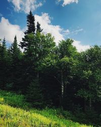 Trees in forest against sky