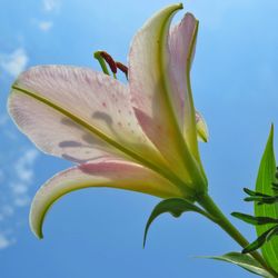 Close-up of pink flower against sky