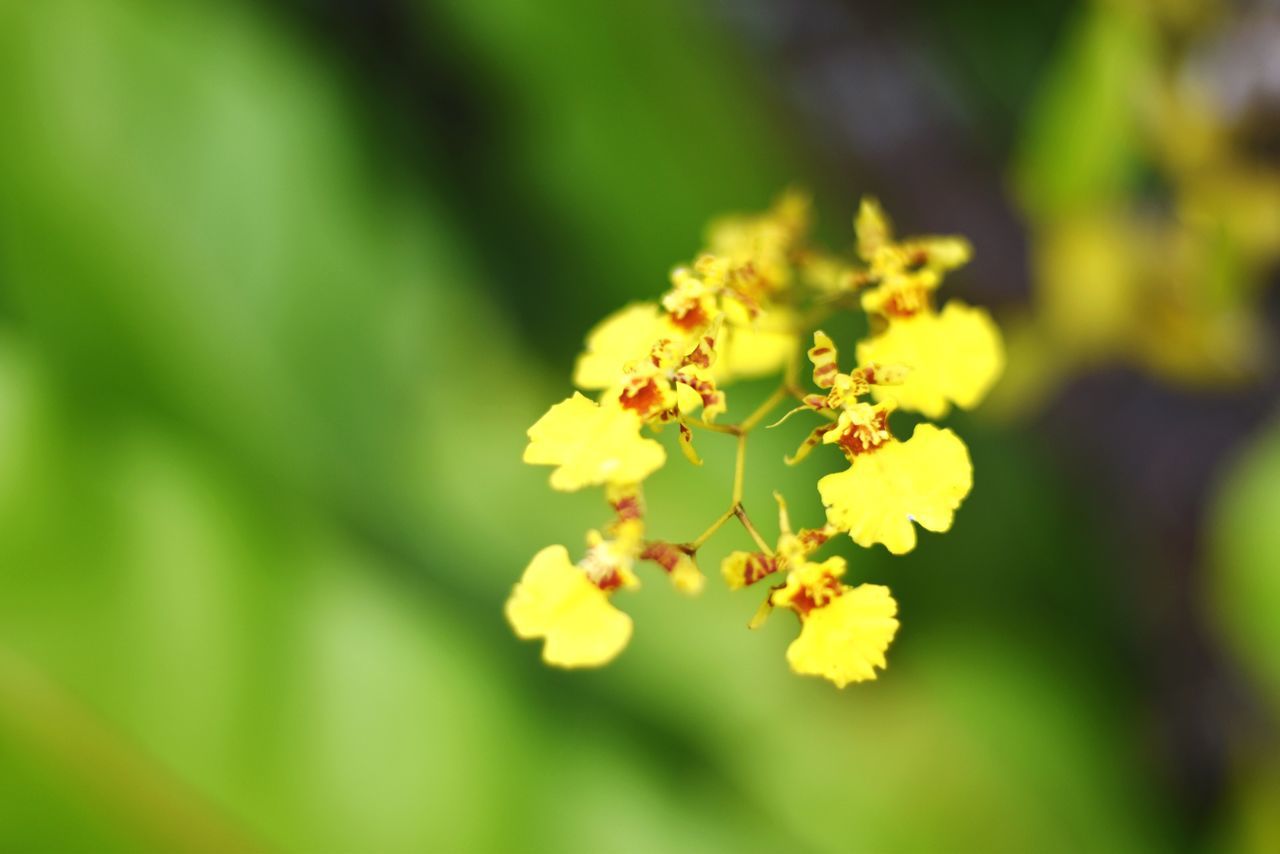 flower, flowering plant, plant, beauty in nature, fragility, growth, vulnerability, freshness, yellow, close-up, selective focus, petal, day, nature, no people, focus on foreground, flower head, inflorescence, outdoors, green color