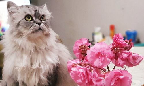 Close-up of cat on pink flower