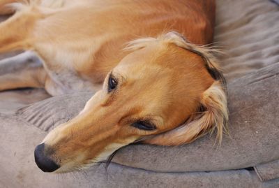 Close-up of dog lying down