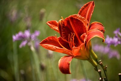 Close-up of orange lily blooming outdoors