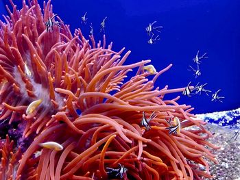 View of fish swimming in sea