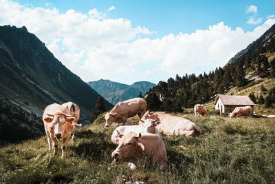 View of cows on field against sky