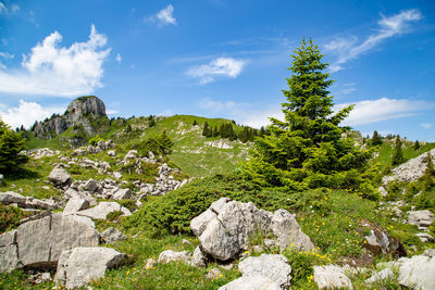 Scenic view of rocks and trees against sky