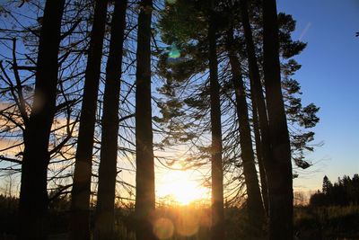 Sun shining through trees in forest