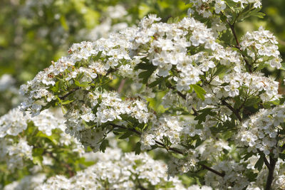 Close-up of white cherry blossom tree