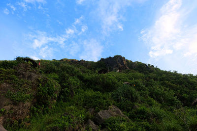 Low angle view of trees on mountain against sky