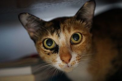 Close-up portrait of tabby cat