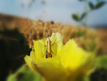 Close-up of insect on yellow flower