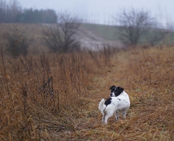 Dog on grass