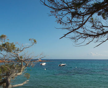 Palombaggia beach - corsica