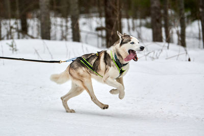 Dog running on snow covered land