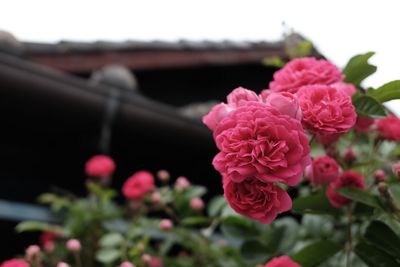 Close-up of pink roses blooming outdoors