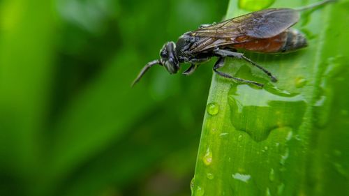 Close-up of insect on leaf