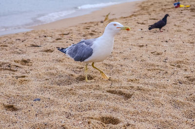 The yellow-legged seagull walks along a sandy beach near the sea