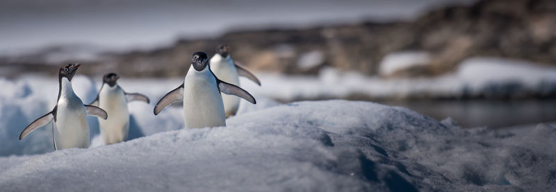 View of penguins in snow