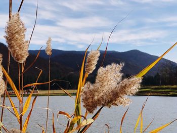 Close-up of plants by lake against sky