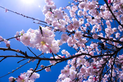 Cherry blossoms in spring