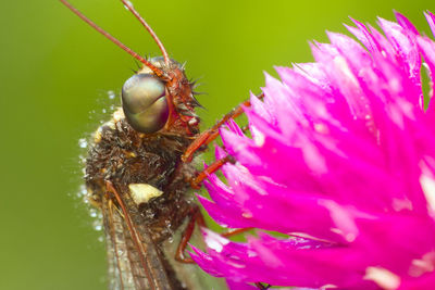 Close-up of insect on purple flower