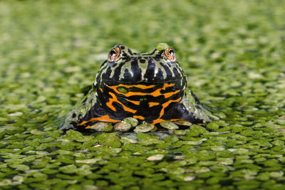 Fire bellied frog appears among water lily