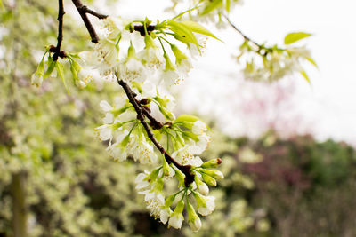 Close-up of white cherry blossom tree